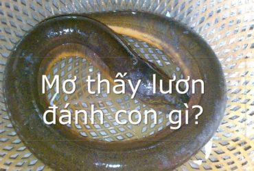 mơ thấy lươn đánh con gì